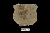 藏品(凹珠母蛤)的圖片